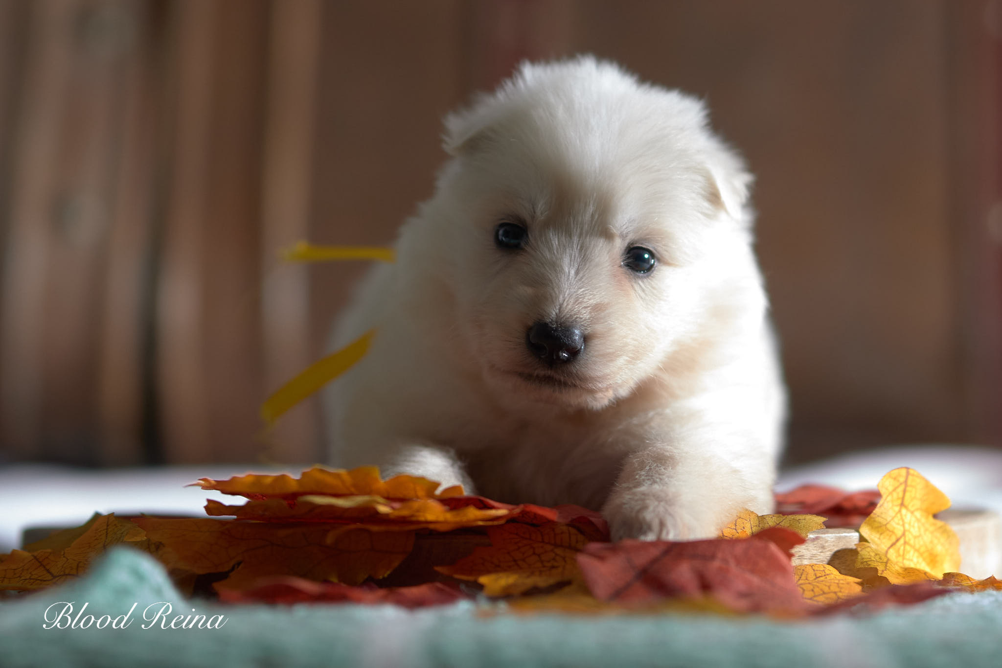 Chiot dans un élevage canin visité avant une adoption